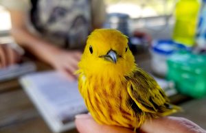 When warblers warn of cowbirds, blackbirds get the message When warblers warn of cowbirds blackbirds get the message