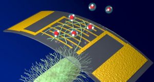 A new highly sensitive chemical sensor uses protein nanowires