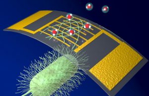 A new, highly sensitive chemical sensor uses protein nanowires A new highly sensitive chemical sensor uses protein nanowires