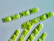 Algal genome provides insights into first land plants