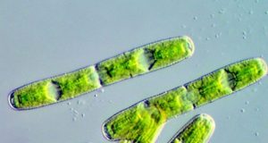 Algal genome provides insights into first land plants