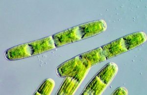 Algal genome provides insights into first land plants Algal genome provides insights into first land plants