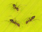 Ants use collective brainpower to navigate obstacles