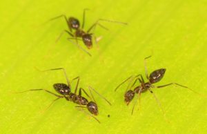 Ants use collective ‘brainpower’ to navigate obstacles Ants use collective brainpower to navigate obstacles