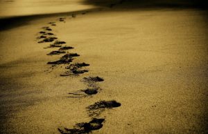 Archaeology: Fossilized footprints suggest ancient humans divided labor Archaeology Fossilized footprints suggest ancient humans divided labor