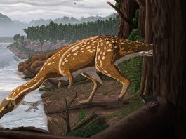 Australias first elaphrosaur discovered in Victoria