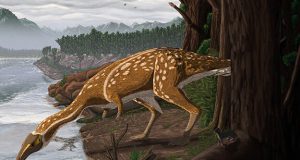 Australias first elaphrosaur discovered in Victoria