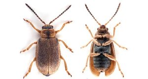 Beetle penis field investigations lead to new species discovery in Norway