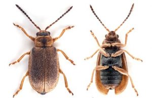 Beetle penis field investigations lead to new species discovery in Norway Beetle penis field investigations lead to new species discovery in Norway