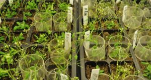 Biologists uncover molecular link between nutrient availability growth