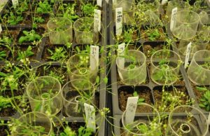 How to boost plant biomass: Biologists uncover molecular link between nutrient availability, growth Biologists uncover molecular link between nutrient availability growth