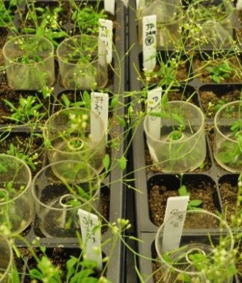 Biologists uncover molecular link between nutrient availability growth