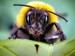 Bumblebees speed up flowering by piercing plants