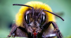 Bumblebees speed up flowering by piercing plants