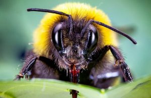 Bumblebees speed up flowering by piercing plants Bumblebees speed up flowering by piercing plants