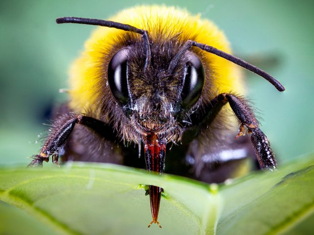Bumblebees speed up flowering by piercing plants