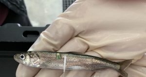 CRISPR a tool for conservation not just gene editing