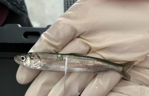 CRISPR a tool for conservation, not just gene editing CRISPR a tool for conservation not just gene editing