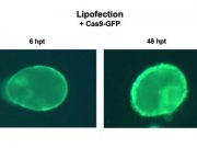 CRISPR plants new non GMO method to edit plants