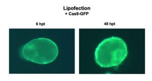 CRISPR plants new non GMO method to edit plants