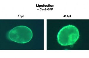 CRISPR plants: new non-GMO method to edit plants CRISPR plants new non GMO method to edit plants
