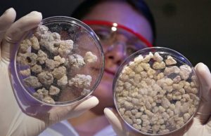 Change of direction in immune defense: Frankincense reprograms inflammatory enzyme Change of direction in immune defense Frankincense reprograms inflammatory enzyme