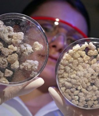 Change of direction in immune defense Frankincense reprograms inflammatory enzyme