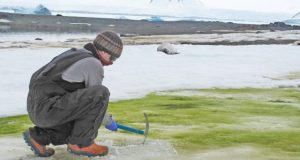 Climate change will turn coastal Antarctica green say scientists