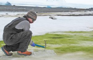 Climate change will turn coastal Antarctica green, say scientists Climate change will turn coastal Antarctica green say scientists