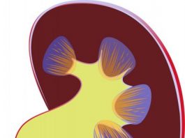 Device simulates filtering and ion transport functions of human kidney