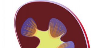 Device simulates filtering and ion transport functions of human kidney