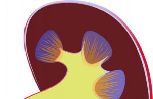 Device simulates filtering and ion transport functions of human kidney Device simulates filtering and ion transport functions of human kidney