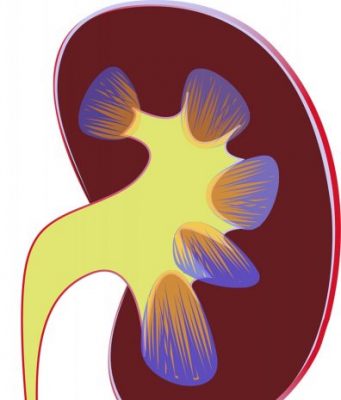 Device simulates filtering and ion transport functions of human kidney