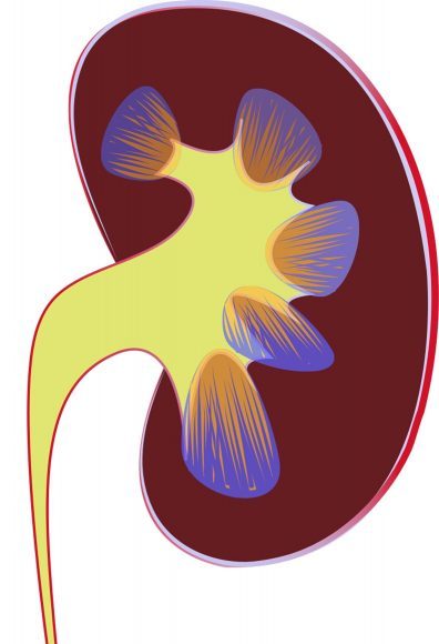 Device simulates filtering and ion transport functions of human kidney