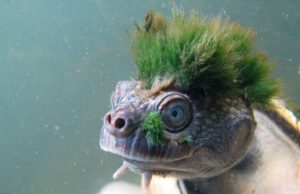 Human activity threatens billions of years of evolutionary history Human activity threatens billions of years of evolutionary history