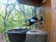 Lack of insects in cities limits breeding success of urban birds