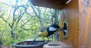 Lack of insects in cities limits breeding success of urban birds