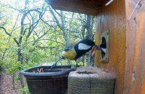 Lack of insects in cities limits breeding success of urban birds Lack of insects in cities limits breeding success of urban birds