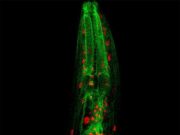 Lysosome to mitochondria communication regulates longevity