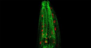 Lysosome to mitochondria communication regulates longevity