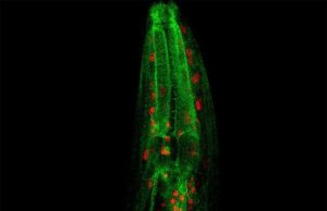 Lysosome to mitochondria communication regulates longevity Lysosome to mitochondria communication regulates longevity