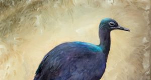 Microscopic feather features reveal fossil birds colors and explain why cassowaries shine