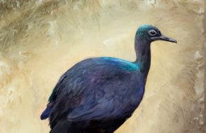 Microscopic feather features reveal fossil birds’ colors and explain why cassowaries shine Microscopic feather features reveal fossil birds colors and explain why cassowaries shine