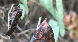Moths have a secret but vital role as pollinators in the night