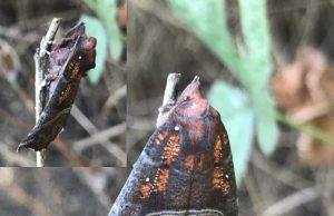 Moths have a secret but vital role as pollinators in the night Moths have a secret but vital role as pollinators in the night