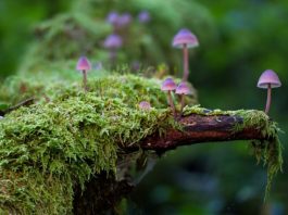 New database reveals plants secret relationships with fungi