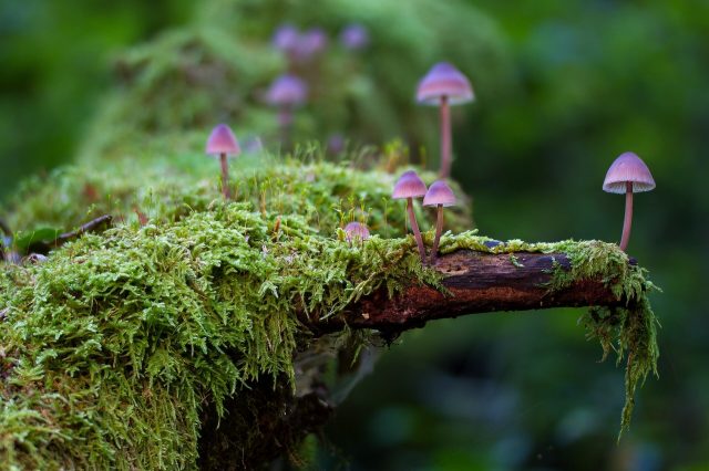 New database reveals plants secret relationships with fungi