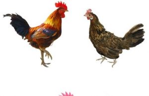 Past is prologue: Genetic ‘memory’ of ancestral environments helps organisms readapt Past is prologue Genetic memory of ancestral environments helps organisms readapt