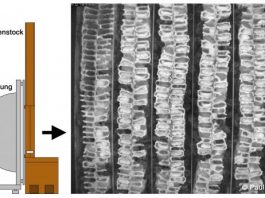 Pesticides disrupt honeybee nursing behavior and larval development