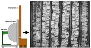 Pesticides disrupt honeybee nursing behavior and larval development